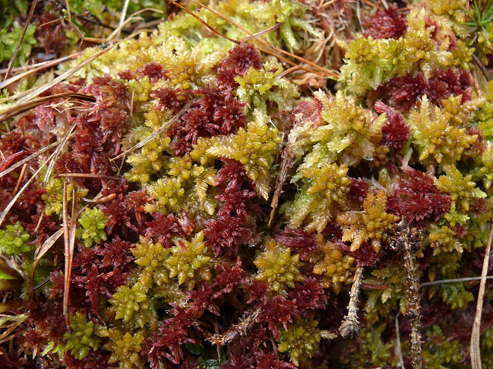 Sphagnum capillifolium (Northern Peatmoss)