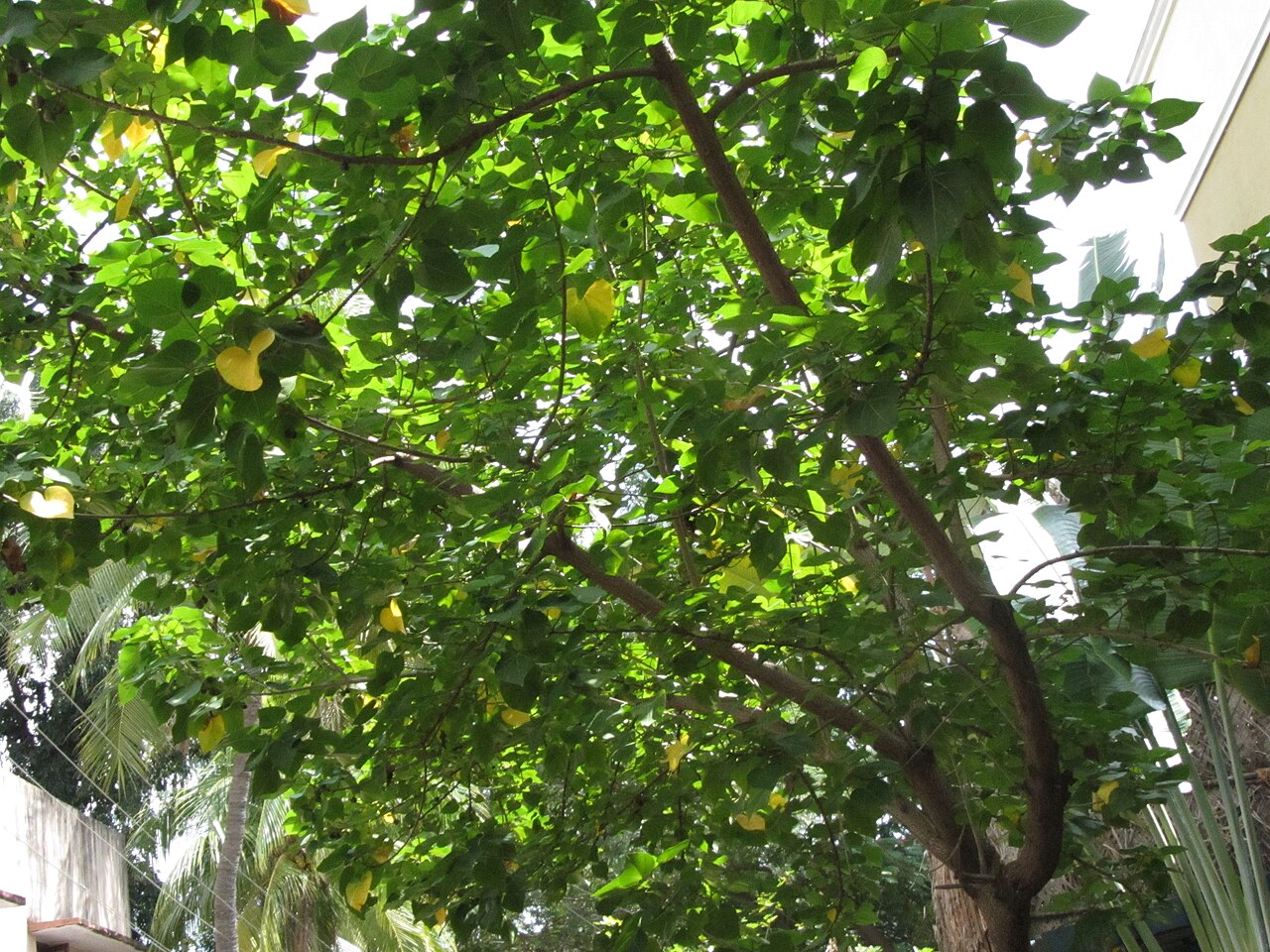 Thespesia populnea, Milo — spreading evergreen (Malvaceae) (image 7 of 10)
