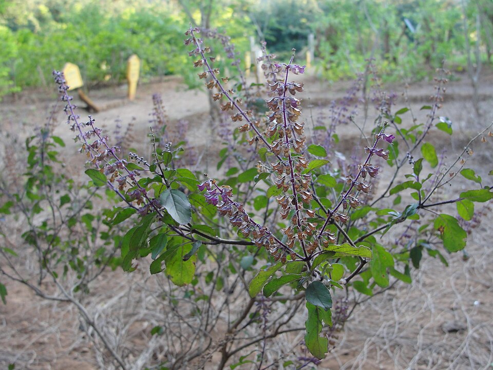 Ocimum tenuiflorum (Holy Basil) (alternate view 12)