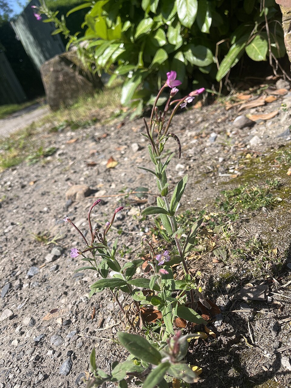 Epilobium (willowherbs) (alternate view 5)