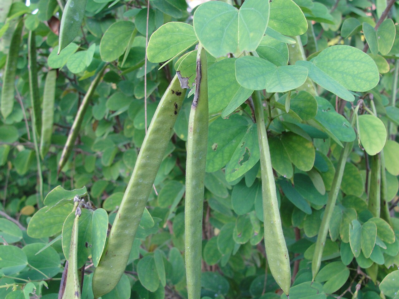 Bauhinia purpurea, Purple orchid tree — spreading semi-evergreen (Fabaceae) (image 4 of 9)