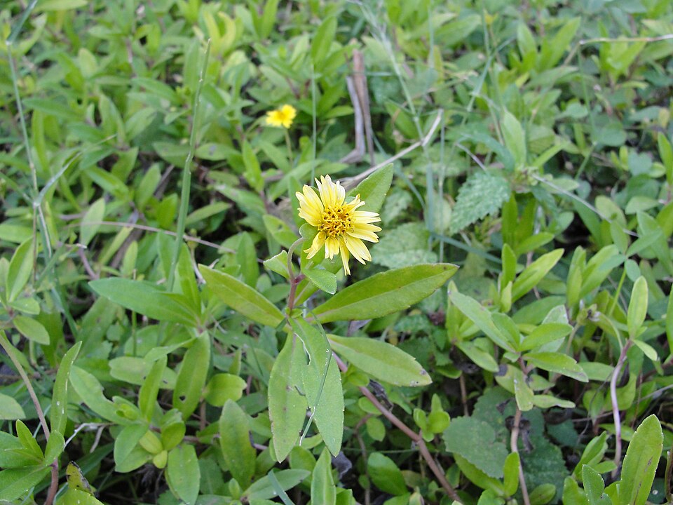 Eclipta prostrata (False Daisy) (alternate view 7)