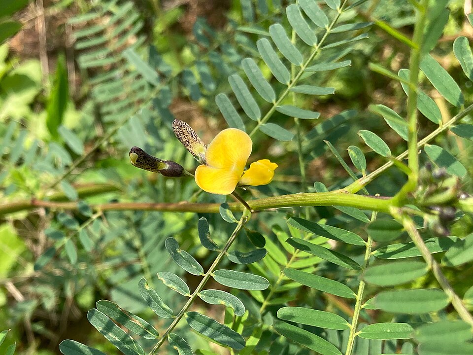Sesbania (riverhemps) (alternate view 3)
