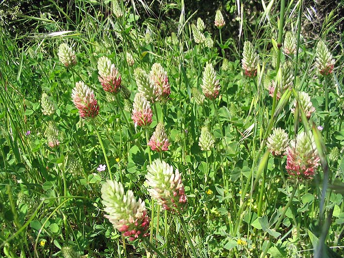 Trifolium incarnatum (crimson clover)