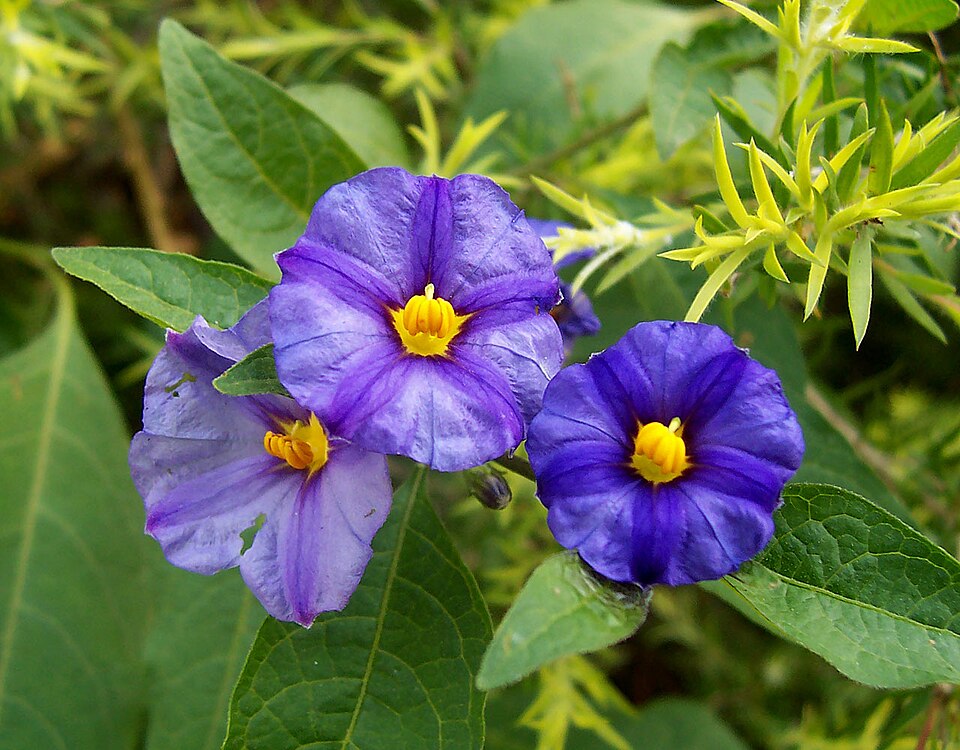 Lycianthes (alternate view 5)