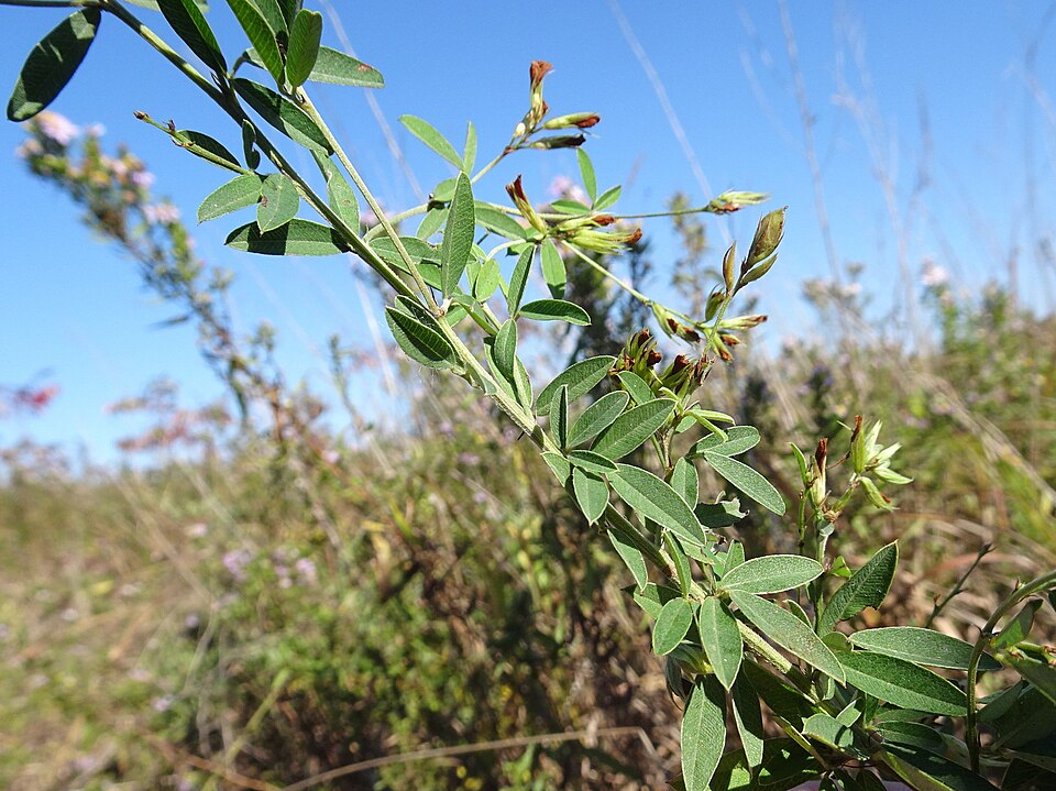 Lespedeza (bush clovers and lespedezas)