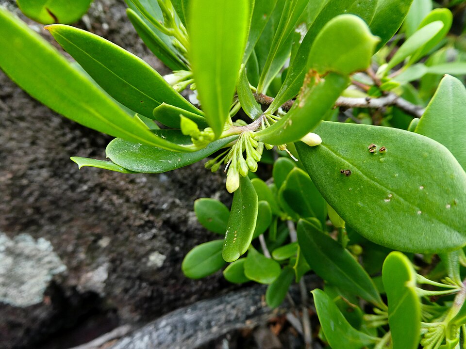 Myoporum boninense (Boobialla) (alternate view 7)