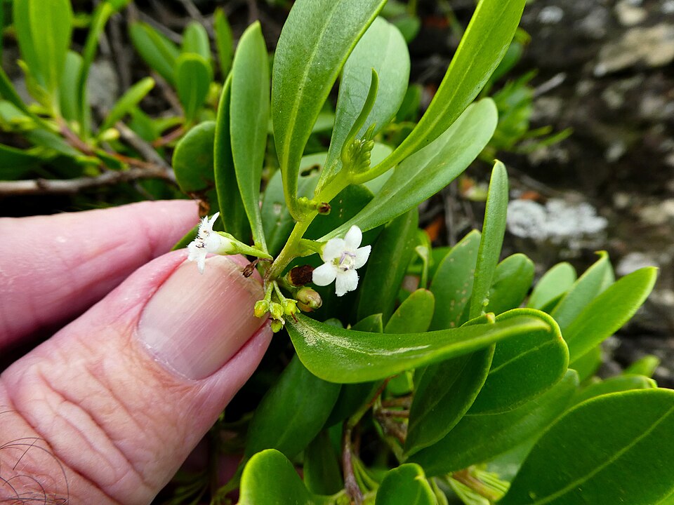 Myoporum boninense (Boobialla) (alternate view 8)