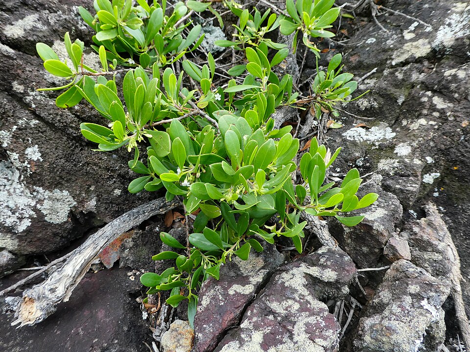 Myoporum boninense (Boobialla) (alternate view 9)