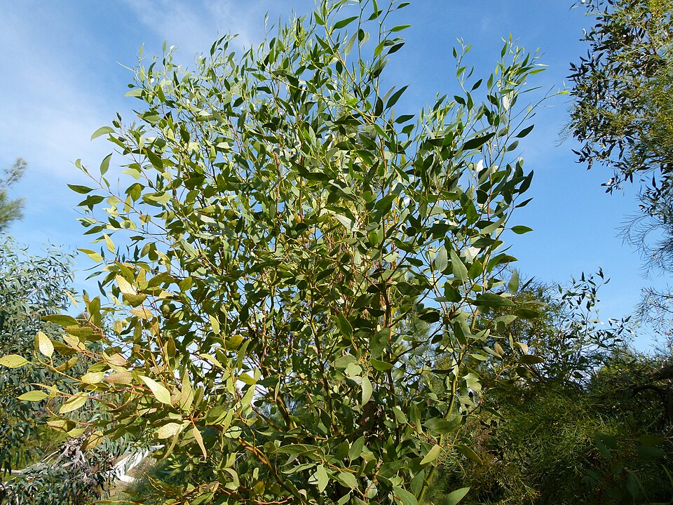 Eucalyptus incrassata (Ridge-fruited mallee) (alternate view 6)