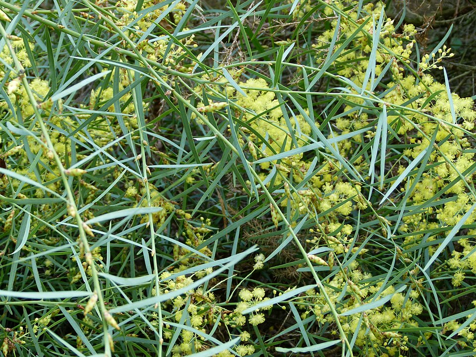 Acacia iteaphylla (Flinders Range Wattle)