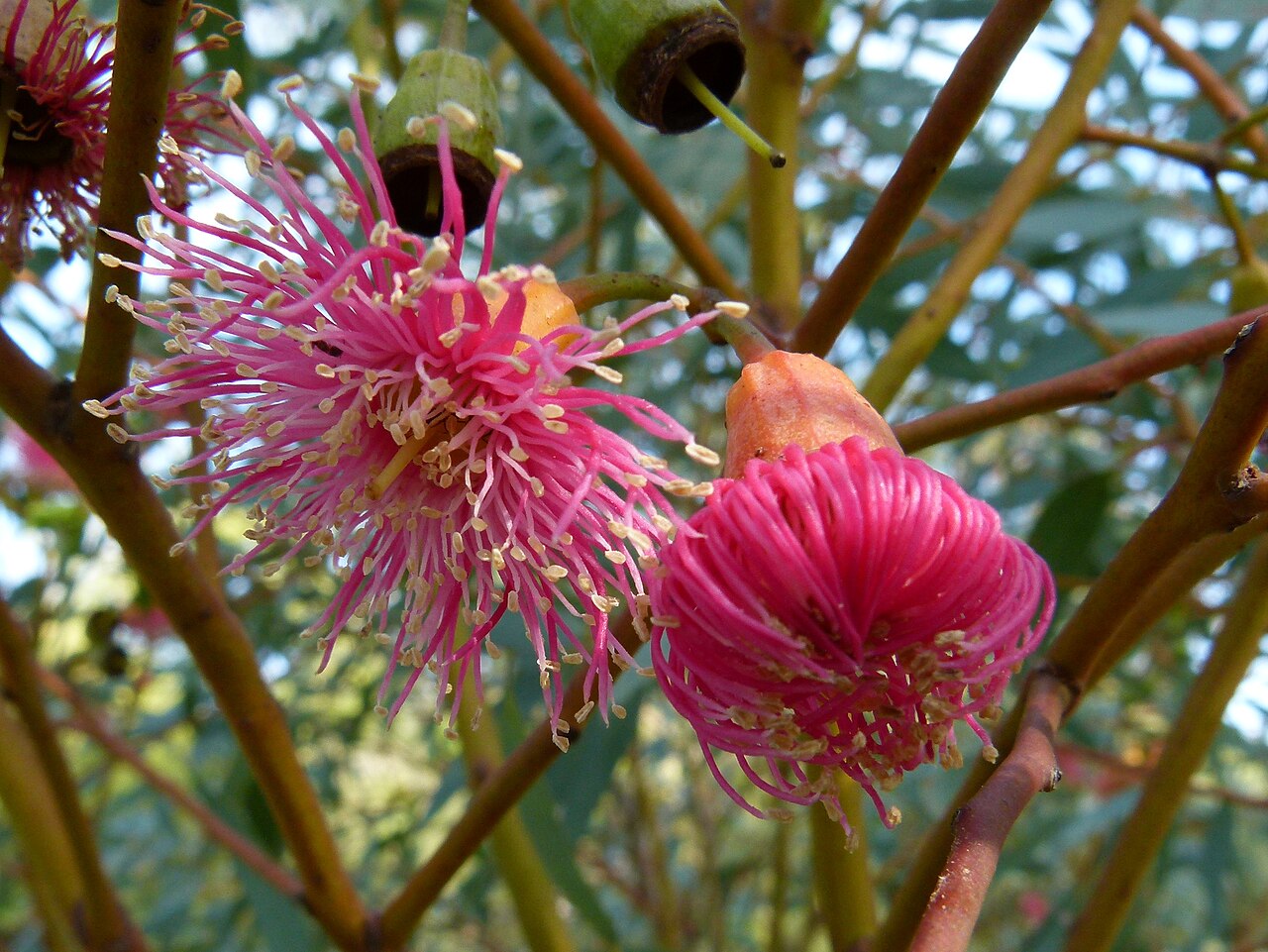 Eucalyptus torquata, Coral gum — upright evergreen (Myrtaceae) (image 5 of 9)