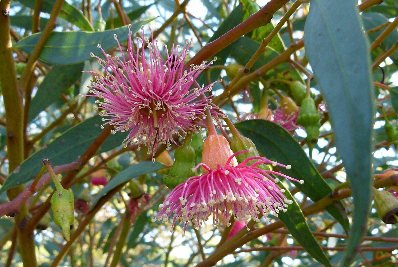 Eucalyptus torquata, Coral gum — upright evergreen (Myrtaceae) (image 6 of 9)