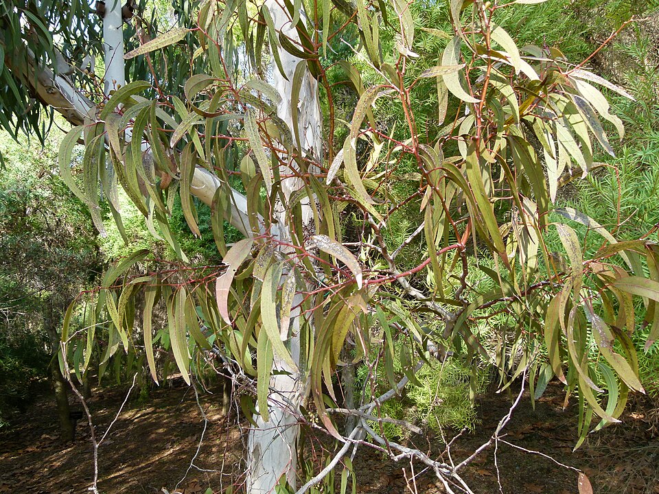 Eucalyptus fasciculosa (Pink Gum)