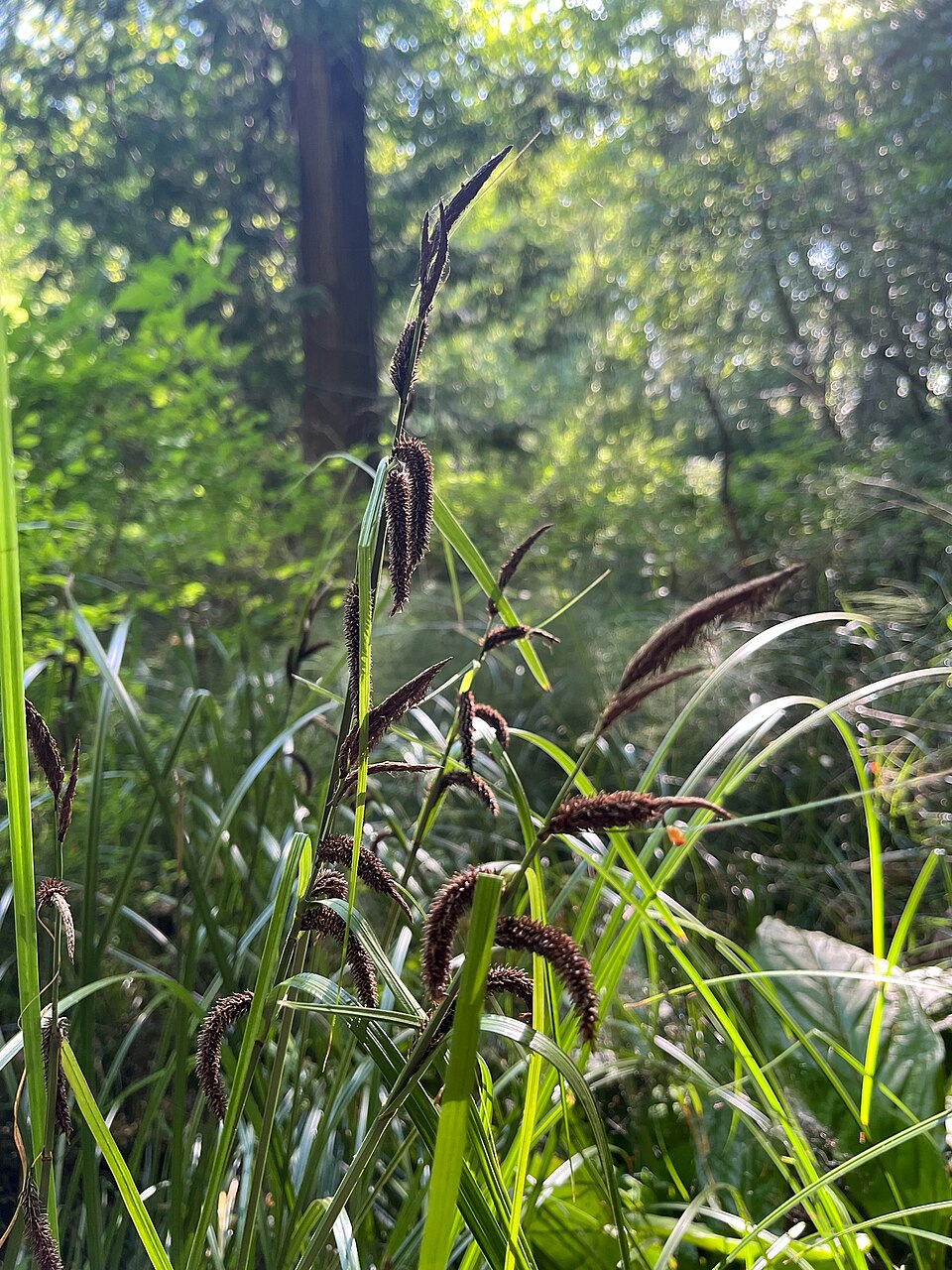 Carex obnupta (slough sedge) (alternate view 8)