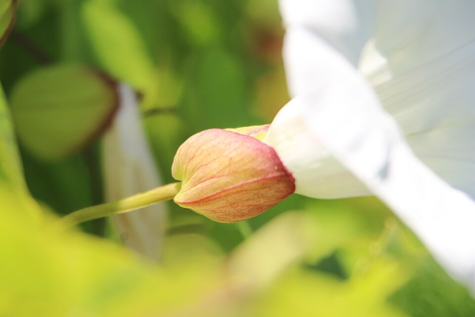 Calystegia × lucana (Hybrid Bindweed) (alternate view 7)