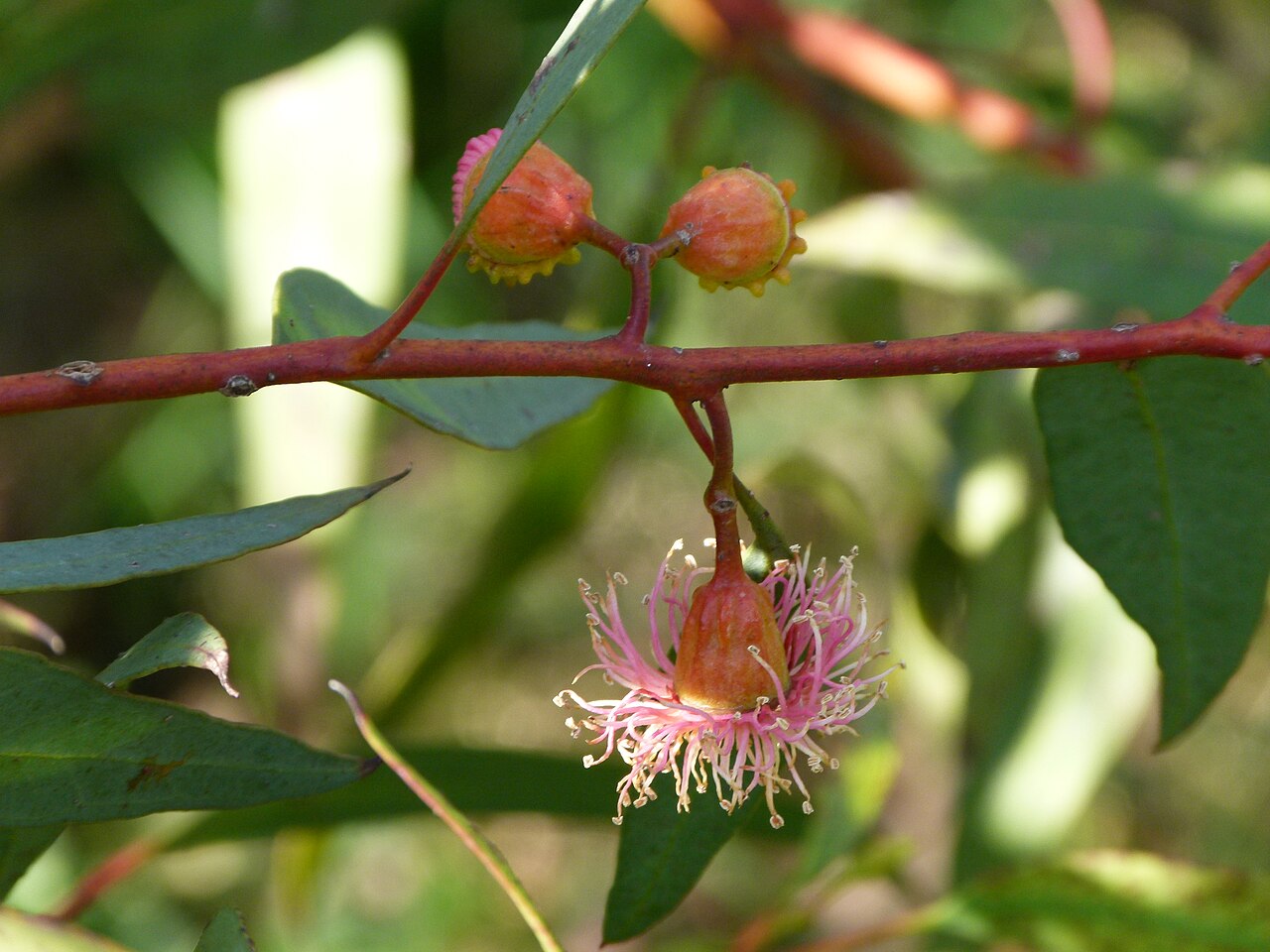Eucalyptus torquata, Coral gum — upright evergreen (Myrtaceae) (image 7 of 9)