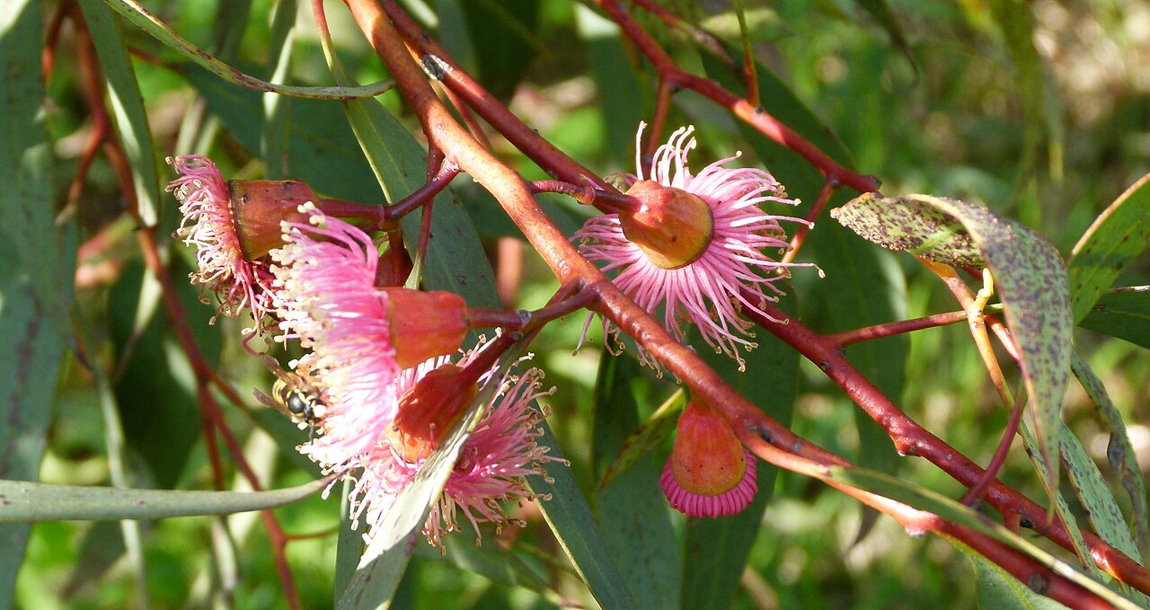 Eucalyptus torquata, Coral gum — upright evergreen (Myrtaceae) (image 8 of 9)