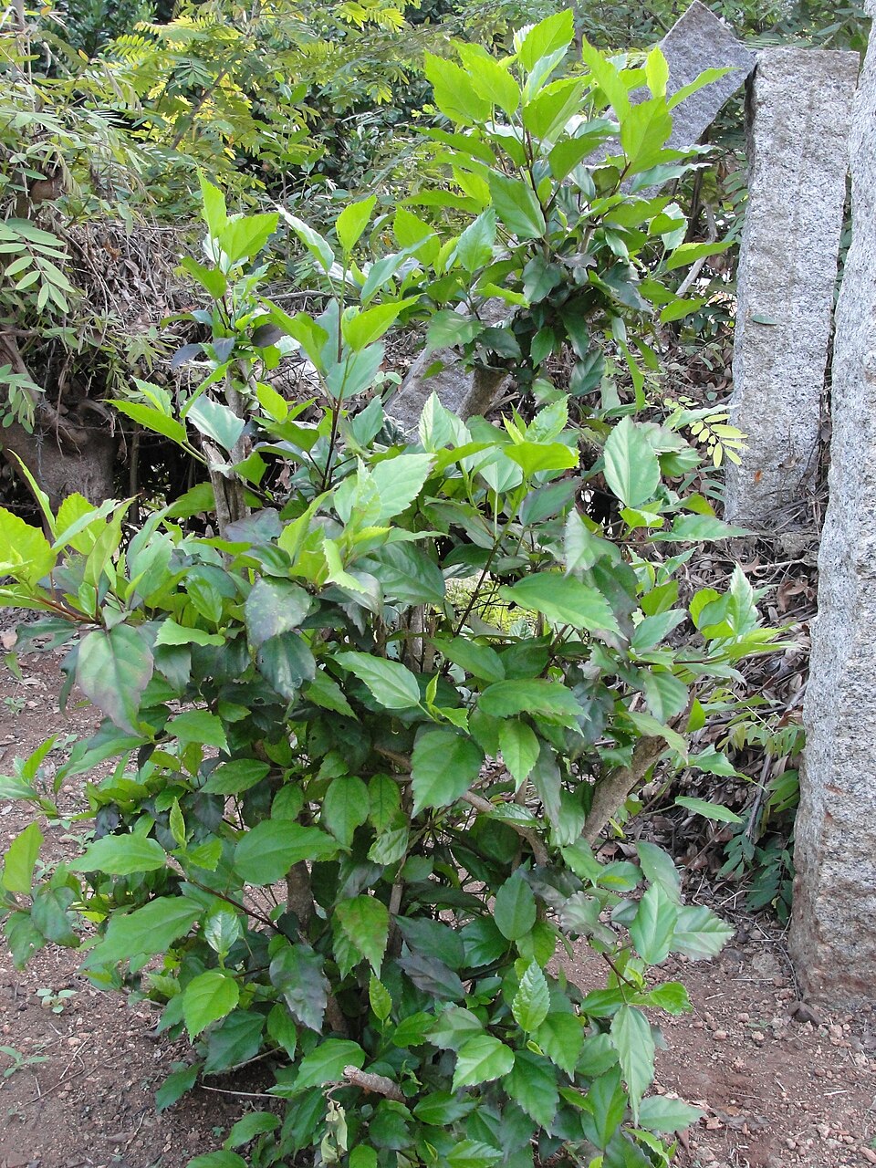 Hibiscus rosa-sinensis (Tropical Hibiscus)