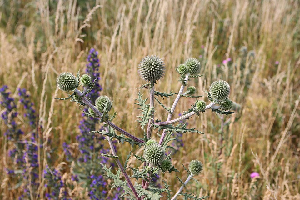 Echinops (Globe thistles) (alternate view 4)
