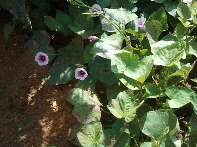 Ipomoea batatas, Sweet potato — trailing deciduous (Convolvulaceae) (image 1 of 9)