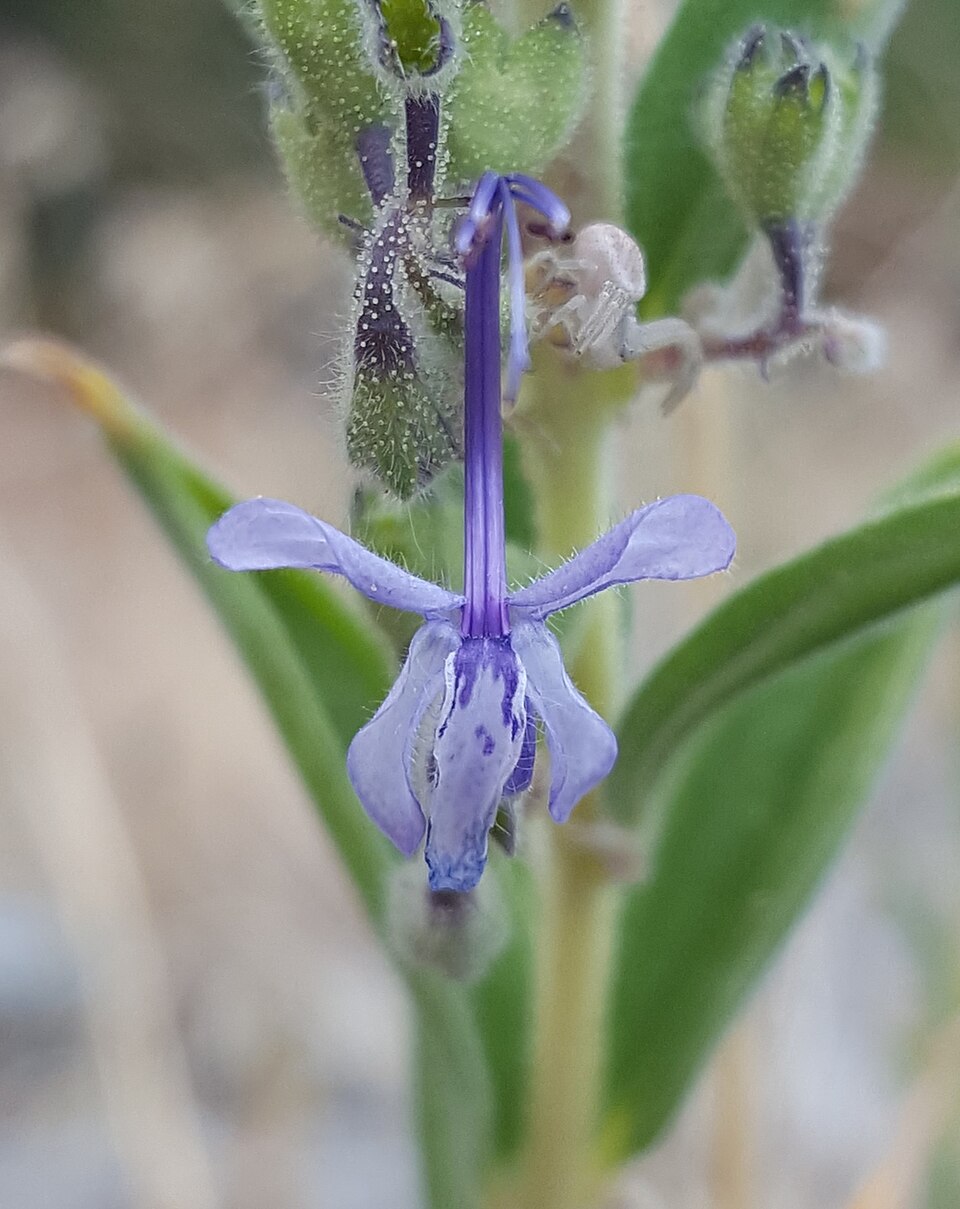 Trichostema lanceolatum (Vinegar Weed) (alternate view 8)