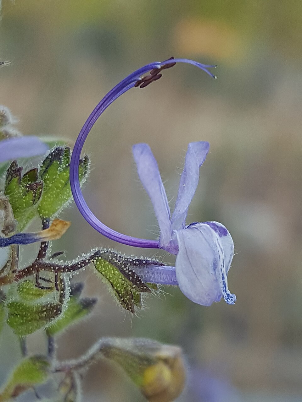 Trichostema lanceolatum (Vinegar Weed) (alternate view 9)
