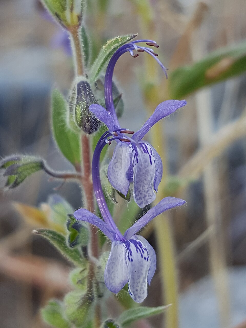 Trichostema lanceolatum (Vinegar Weed) (alternate view 10)