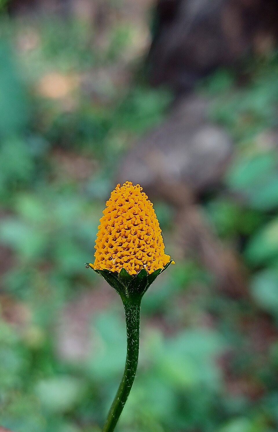 Acmella (spotflowers) (alternate view 4)