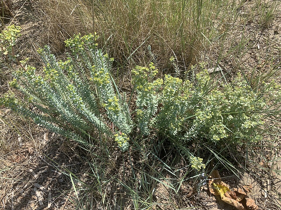 Euphorbia paralias (Sea Spurge)
