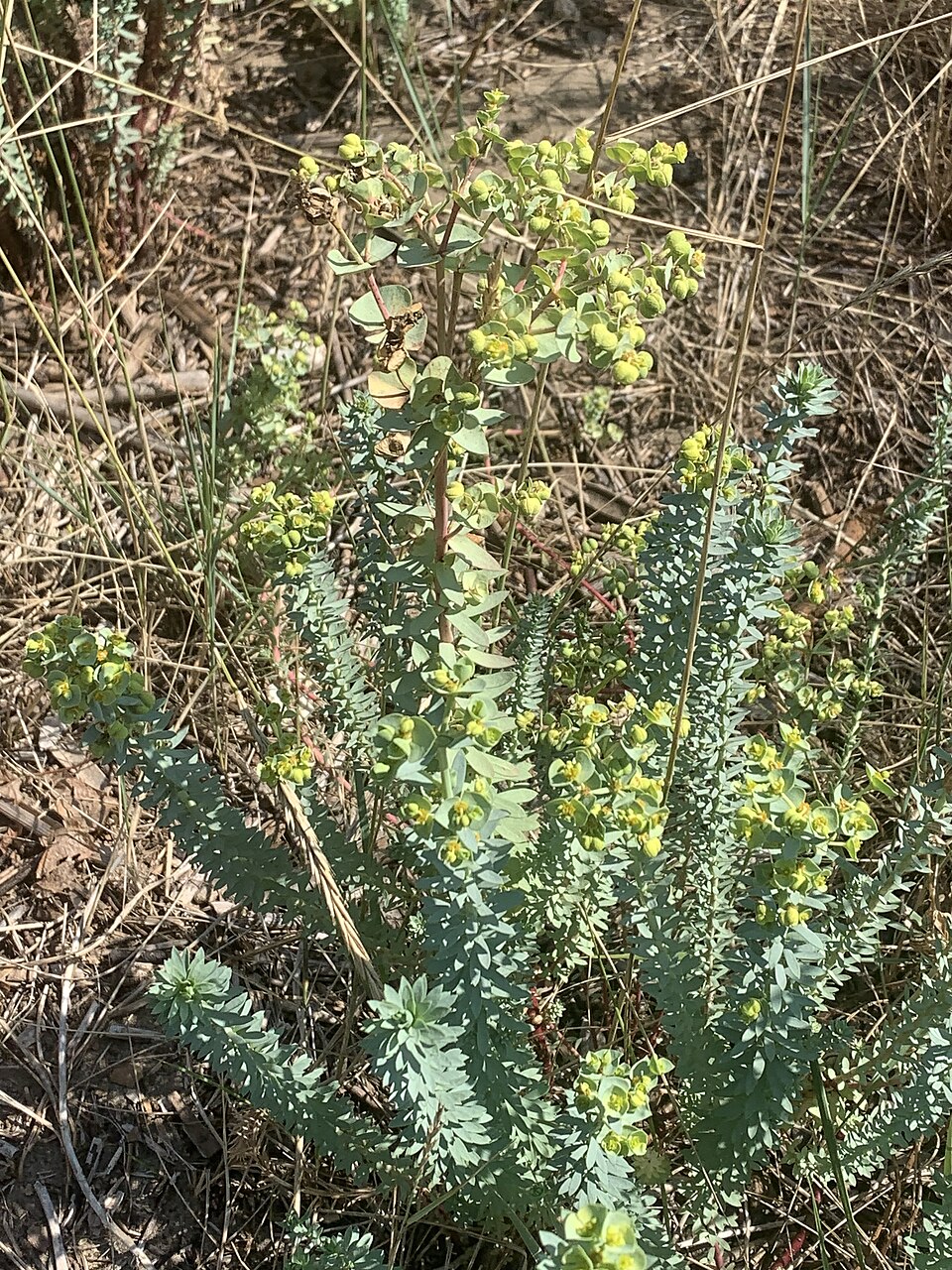 Euphorbia paralias (Sea Spurge)
