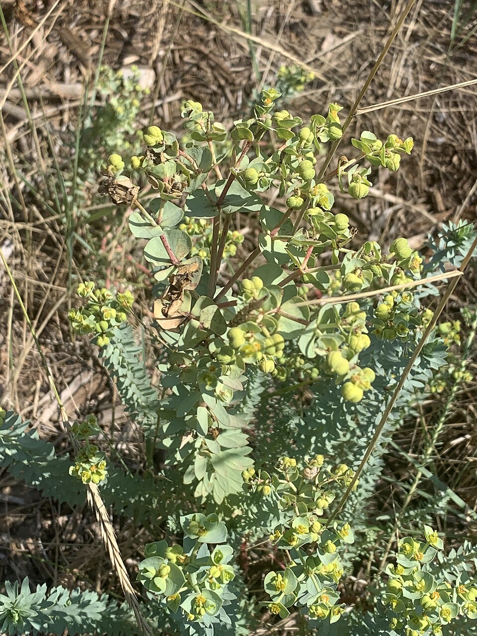 Euphorbia paralias (Sea Spurge)