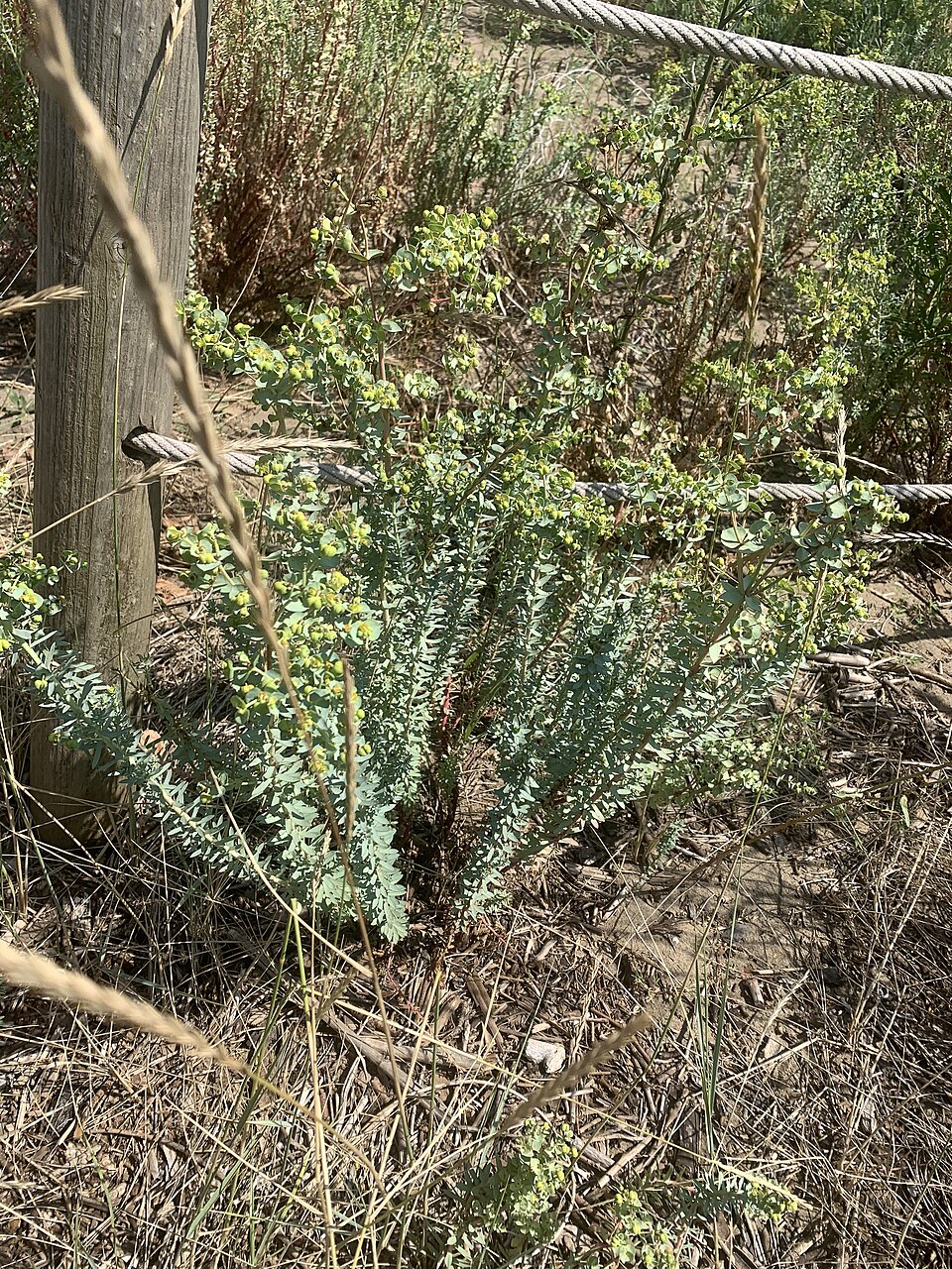 Euphorbia paralias (Sea Spurge)