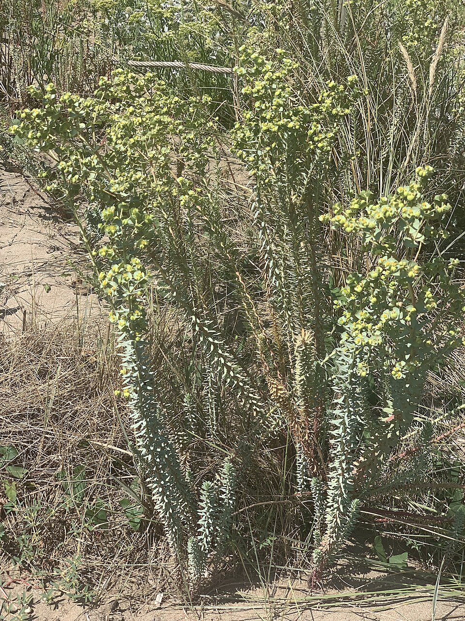 Euphorbia paralias (Sea Spurge)