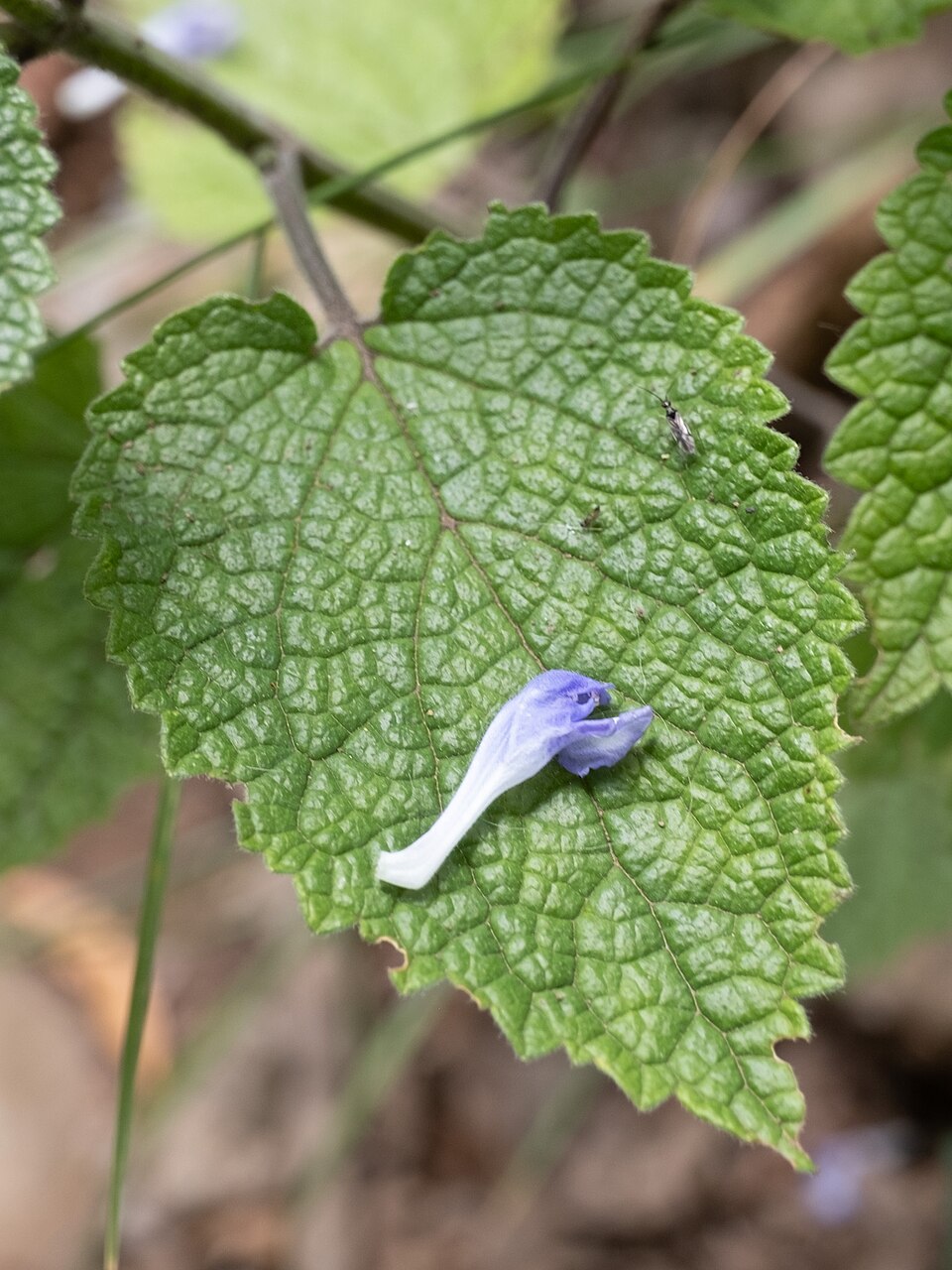 Scutellaria ovata (Heart-leaved Skullcap) (alternate view 9)