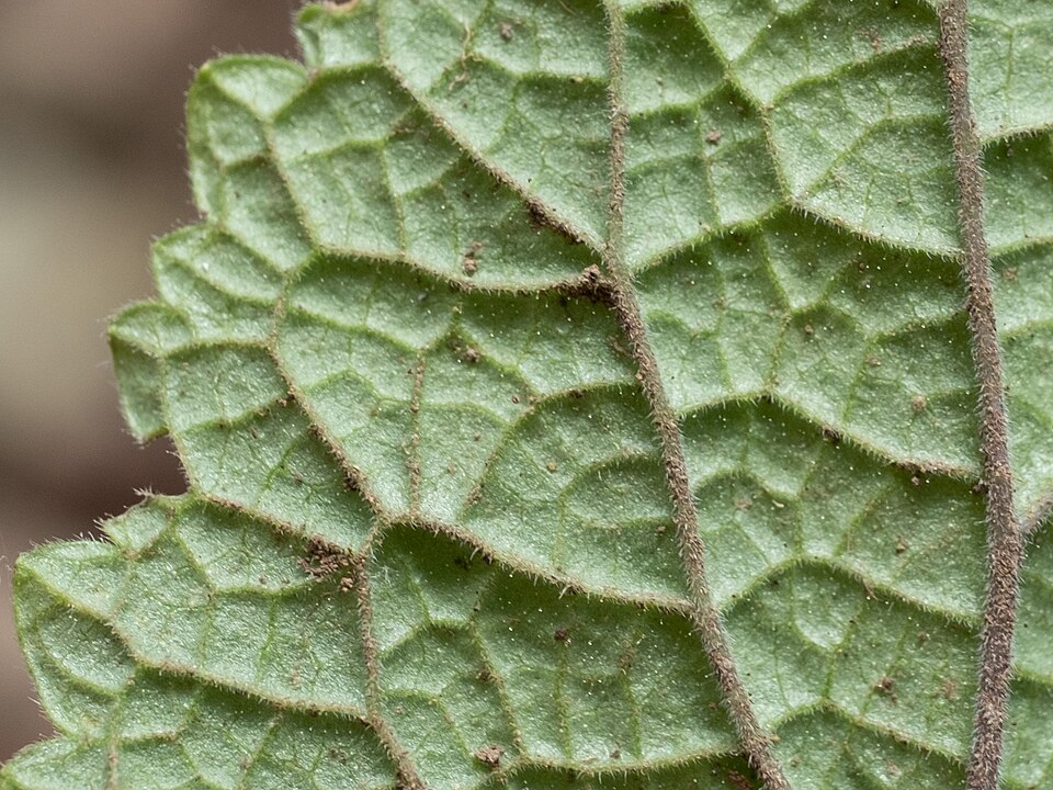 Scutellaria ovata (Heart-leaved Skullcap) (alternate view 10)