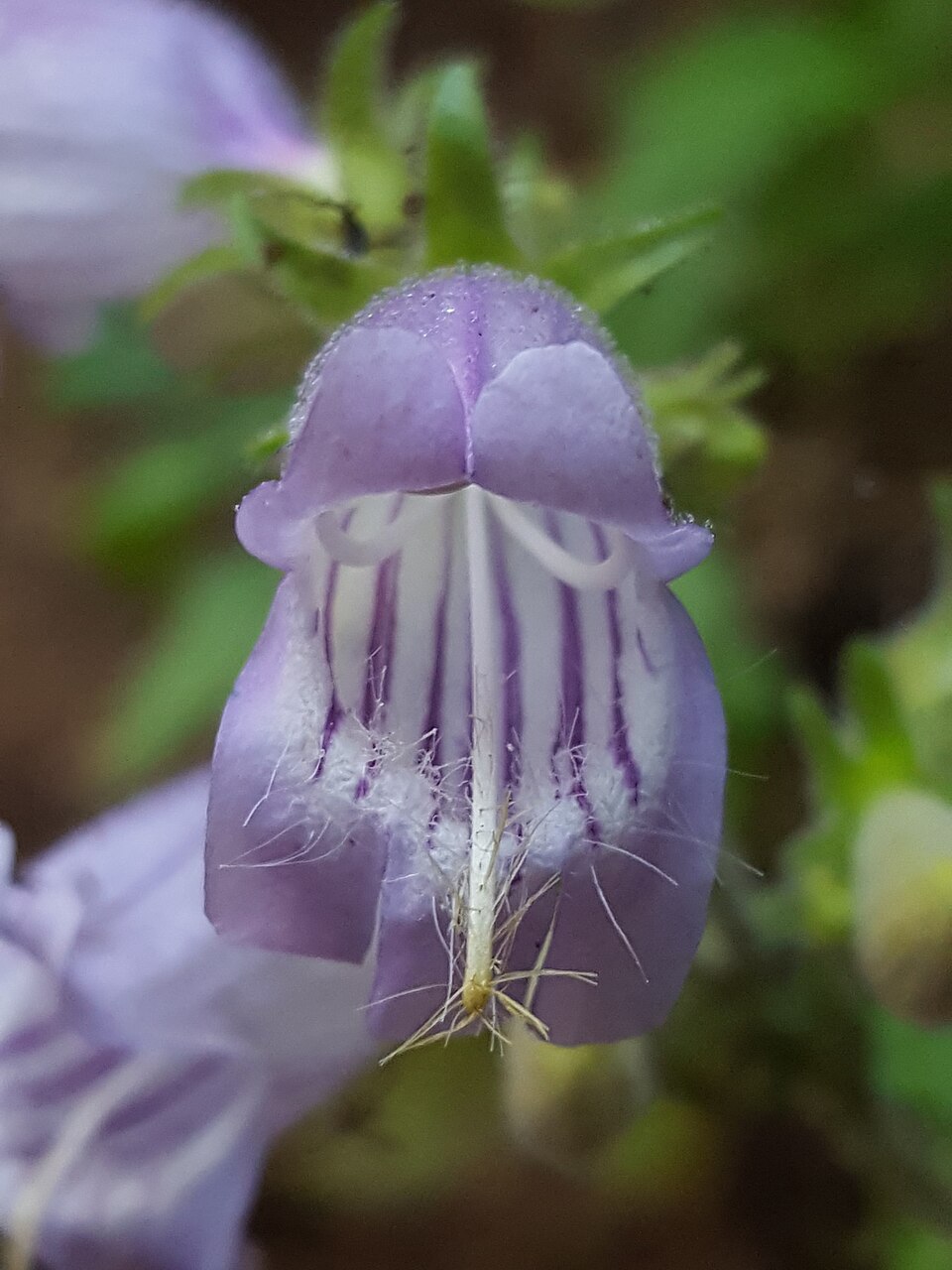 Penstemon rattanii (Rattan's Penstemon) (alternate view 8)