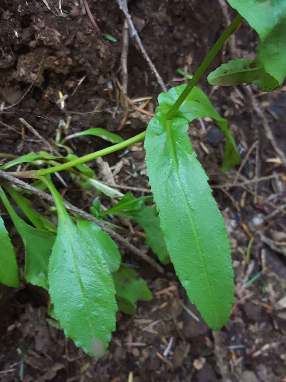 Penstemon rattanii (Rattan's Penstemon) (alternate view 9)