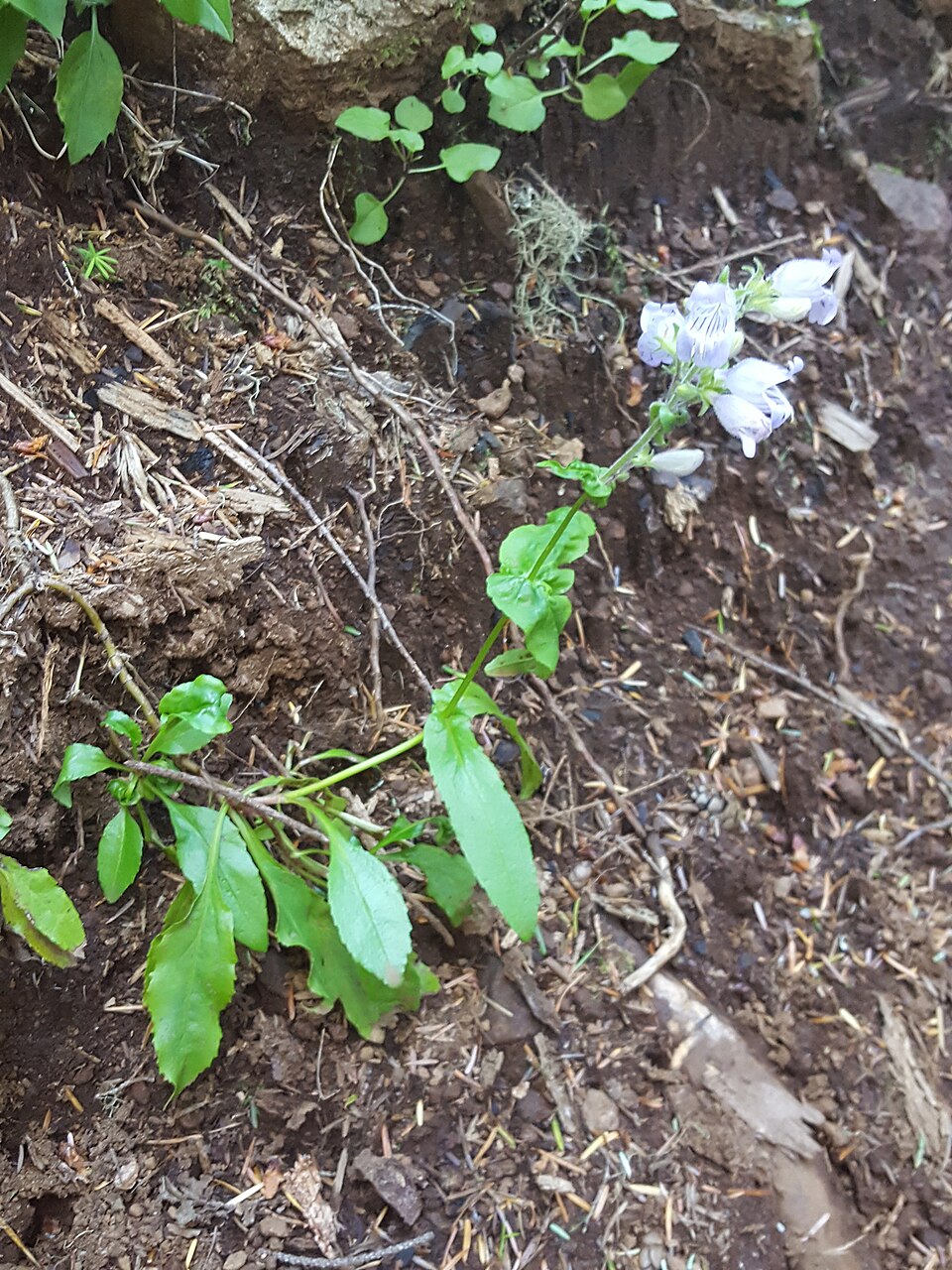 Penstemon rattanii (Rattan's Penstemon) (alternate view 10)