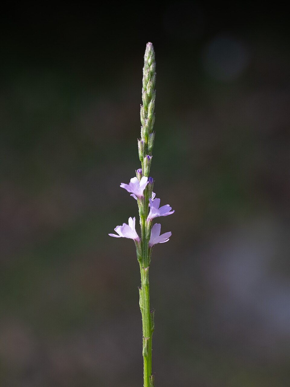 Verbena halei (Texas vervain) (alternate view 2)