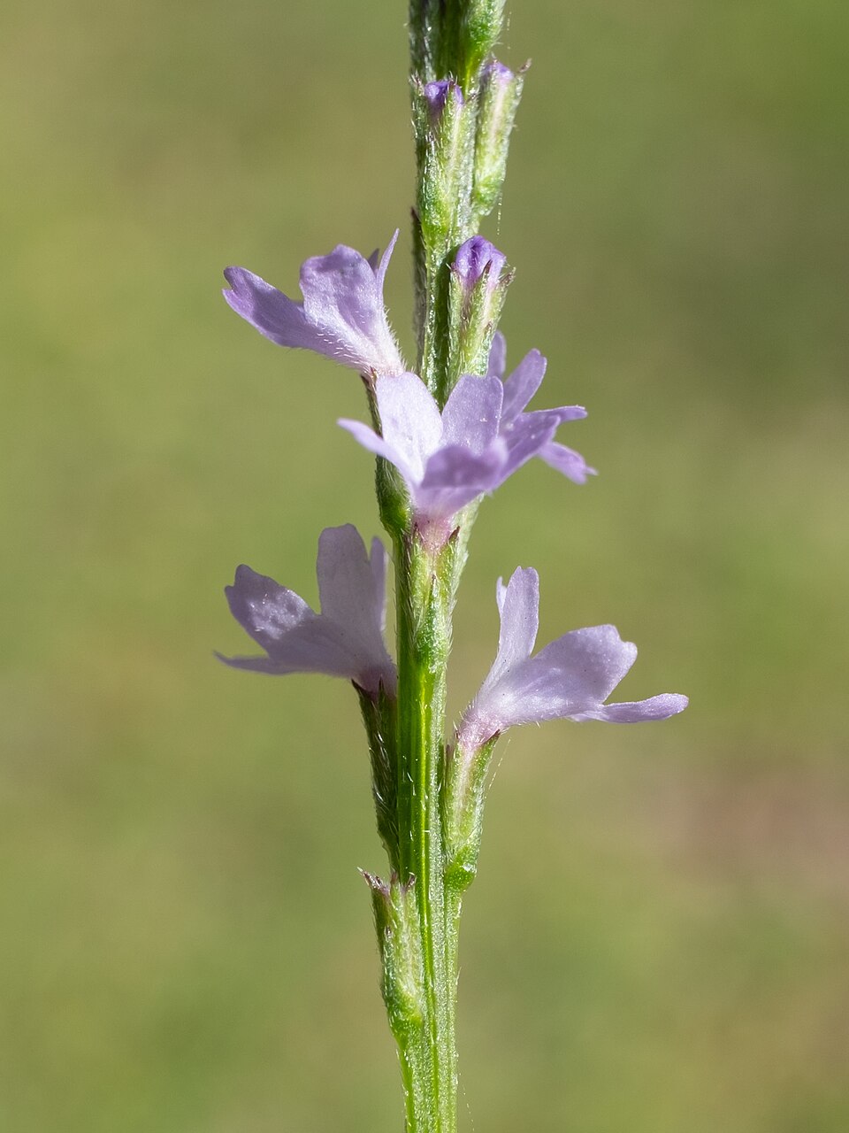 Verbena halei (Texas vervain) (alternate view 3)