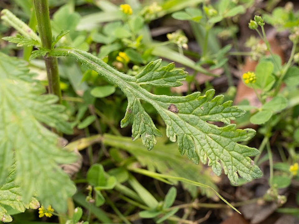 Verbena halei (Texas vervain) (alternate view 4)