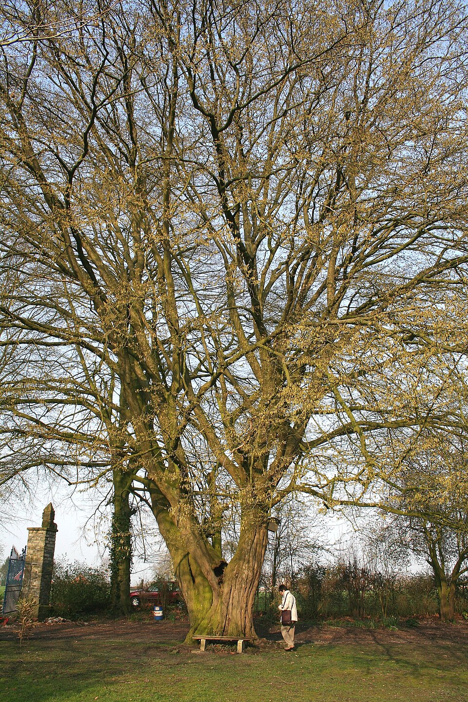 Carpinus betulus (European Hornbeam) (alternate view 6)
