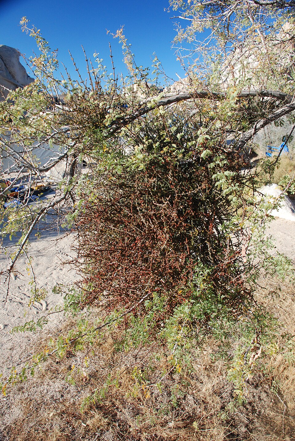 Phoradendron californicum (Mesquite Mistletoe) (alternate view 9)