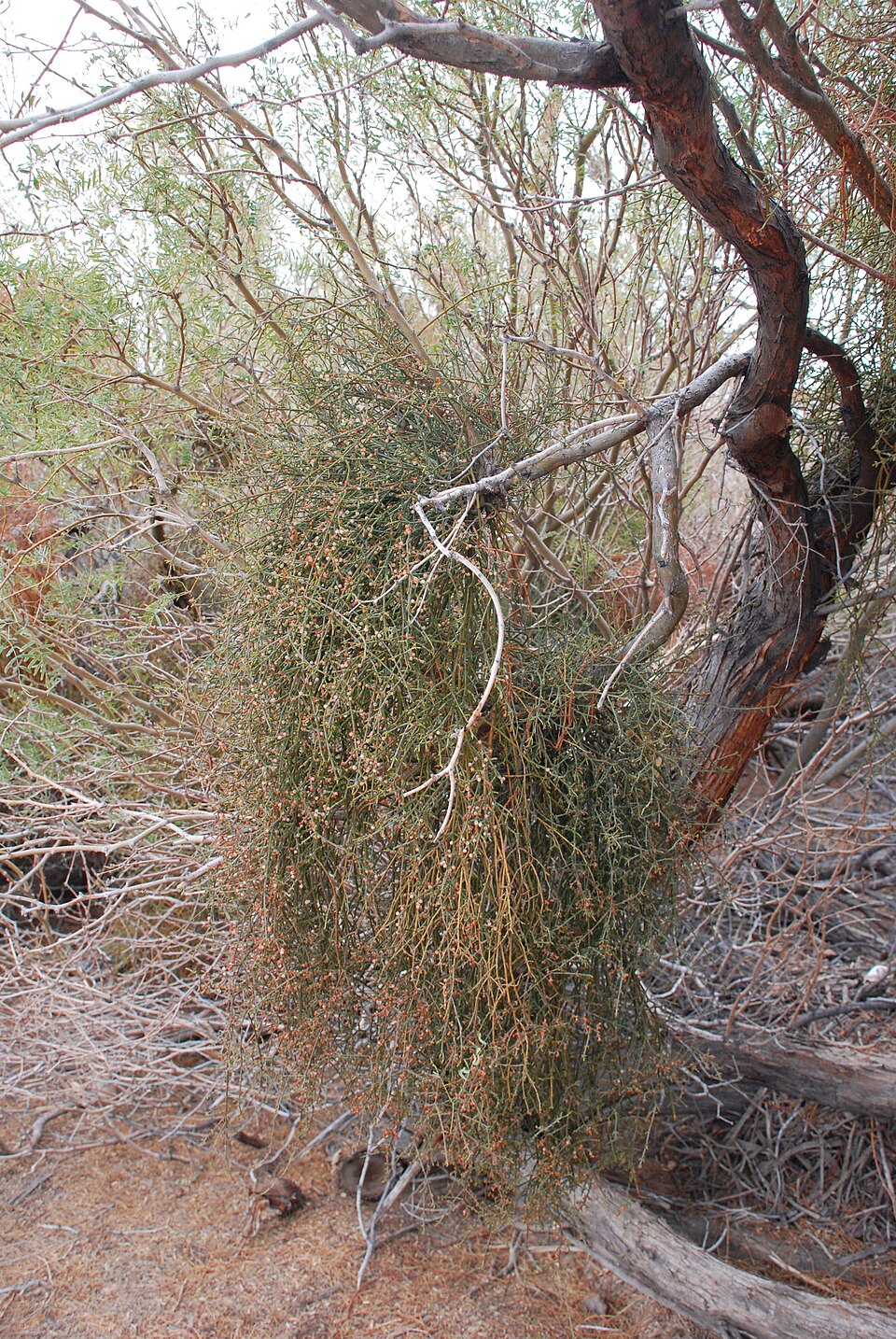 Phoradendron californicum (Mesquite Mistletoe) (alternate view 10)