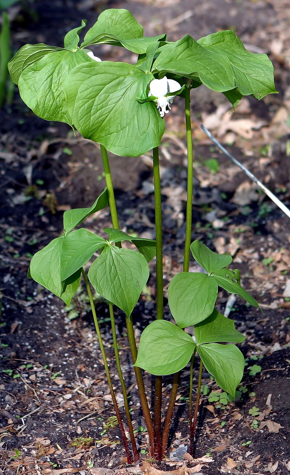 Trillium cernuum (nodding trillium) (alternate view 9)