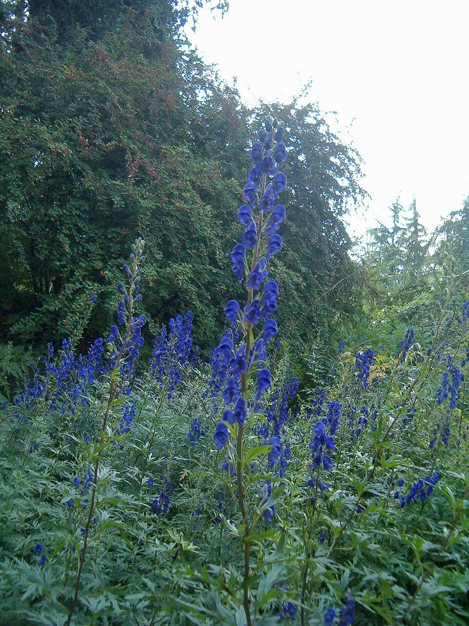 Aconitum carmichaelii (Azure Monkshood) (alternate view 10)