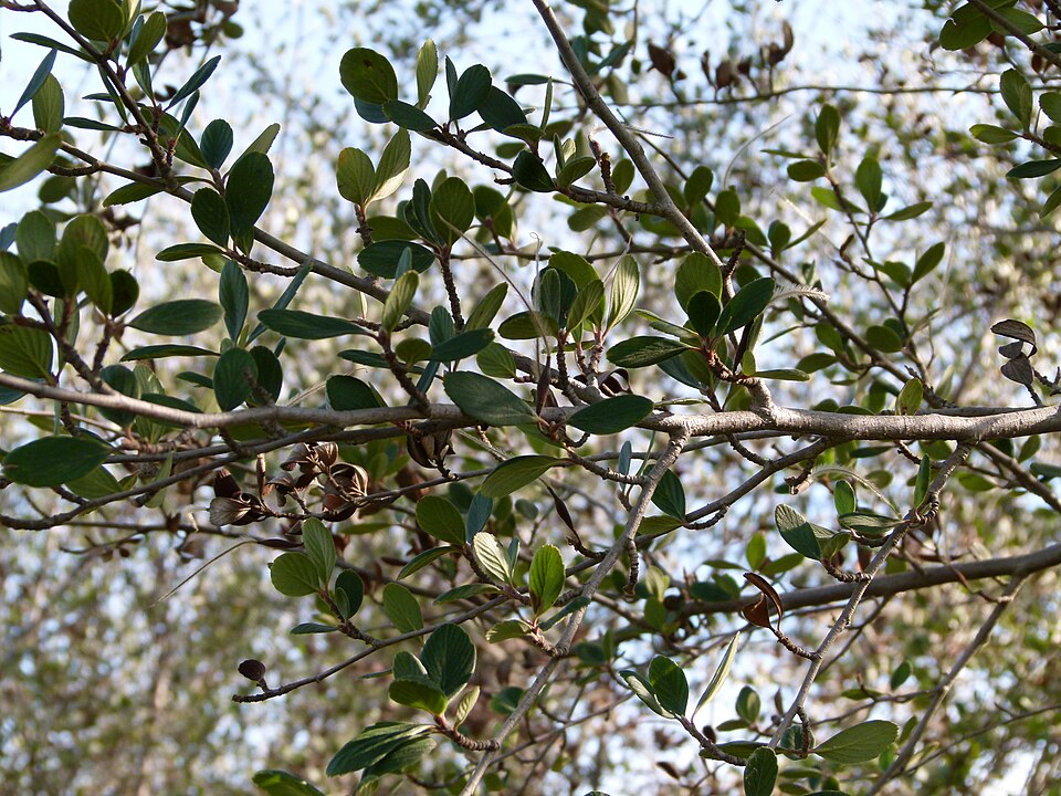 Cercocarpus betuloides (Birchleaf Mountain Mahogany) (alternate view 9)