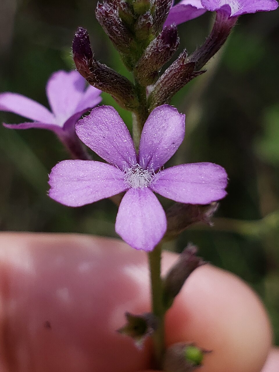 Buchnera floridana (Florida bluehearts) (alternate view 7)