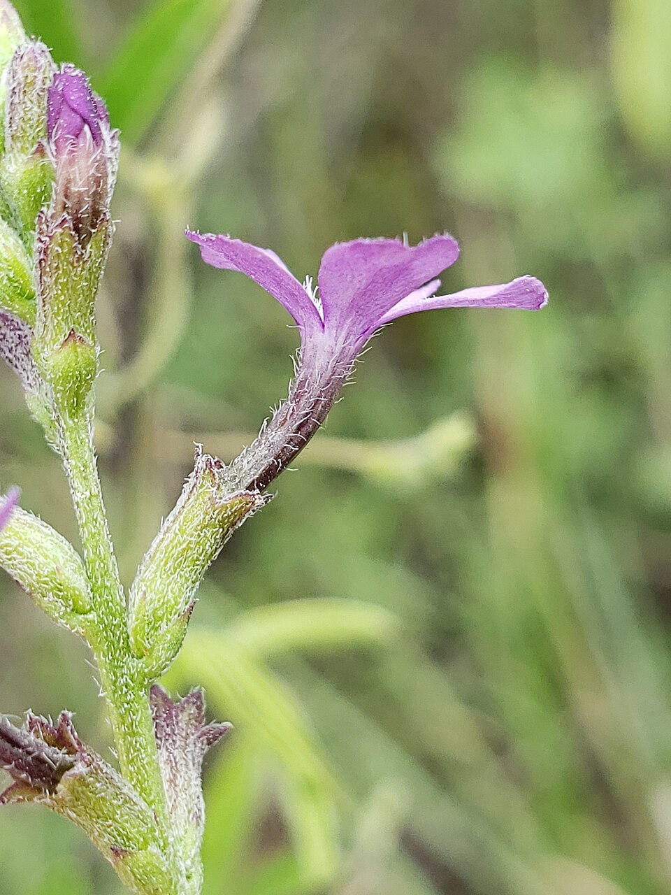 Buchnera floridana (Florida bluehearts) (alternate view 8)